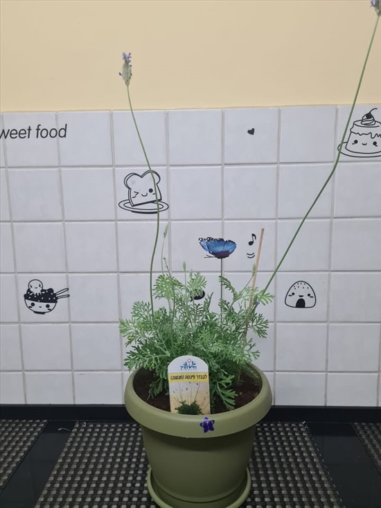 תמונה 2 ,בפ"ת צמחים מטופחים חזקים למכירה בפתח תקווה לגינה  עצים ועציצים