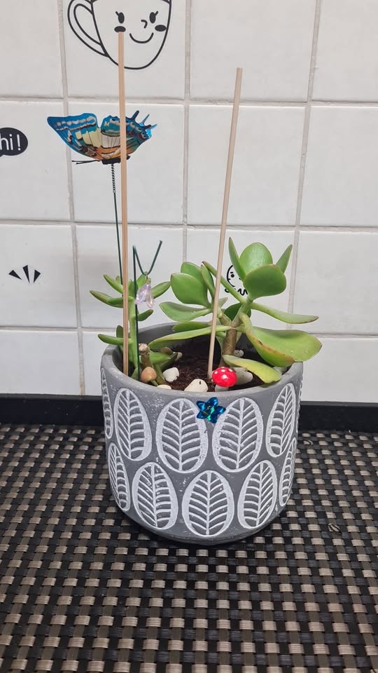 תמונה 8 ,בפ"ת צמחים מטופחים חזקים למכירה בפתח תקווה לגינה  עצים ועציצים