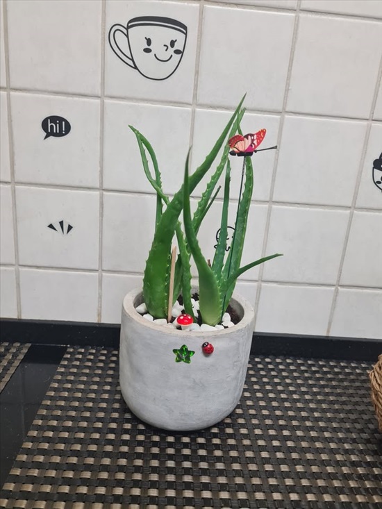 תמונה 6 ,בפ"ת צמחים מטופחים חזקים למכירה בפתח תקווה לגינה  עצים ועציצים