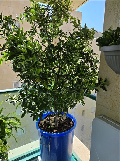 תמונה 1 ,2 עצי קלמנטינות מיכל ואור. למכירה בנס ציונה לגינה  עצים ועציצים