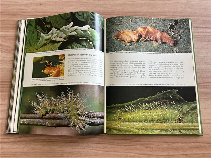 תמונה 7 ,Life Nature Library the Insect למכירה בנתניה ספרות ומאמרים  ספרי עיון ואלבומים