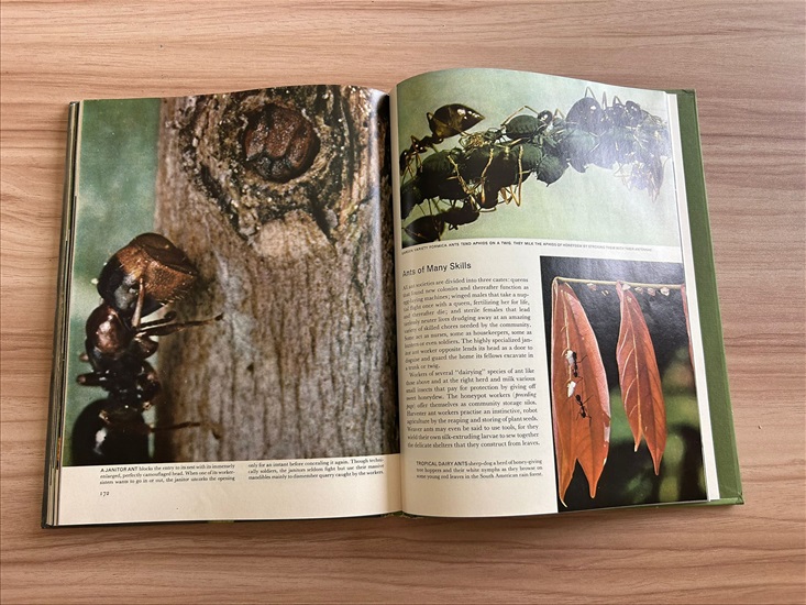 תמונה 9 ,Life Nature Library the Insect למכירה בנתניה ספרות ומאמרים  ספרי עיון ואלבומים