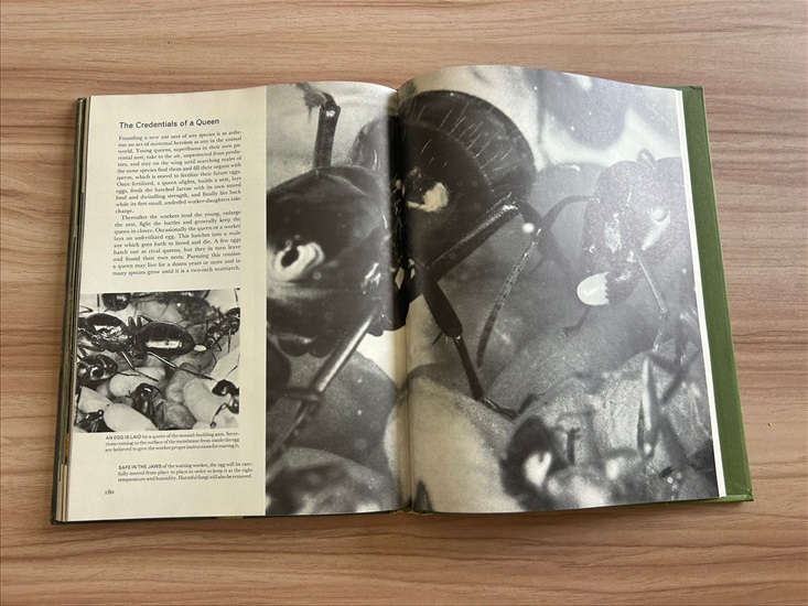 תמונה 10 ,Life Nature Library the Insect למכירה בנתניה ספרות ומאמרים  ספרי עיון ואלבומים