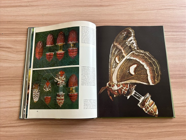 תמונה 11 ,Life Nature Library the Insect למכירה בנתניה ספרות ומאמרים  ספרי עיון ואלבומים