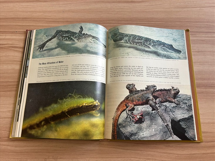 תמונה 6 ,ספר the Insects למכירה בנתניה ספרות ומאמרים  ספרי עיון ואלבומים