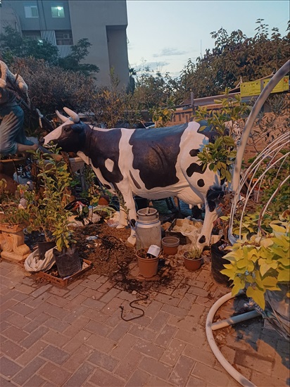 תמונה 1 ,פרה למכירה בבאר שבע אומנות  פיסול