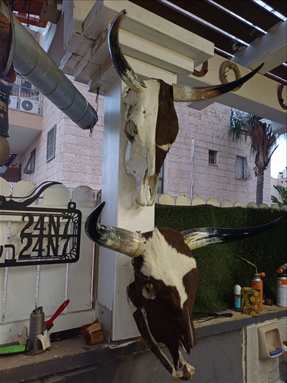 תמונה 2 ,ראשי בקר למכירה ברמלה אומנות  פוחלצים
