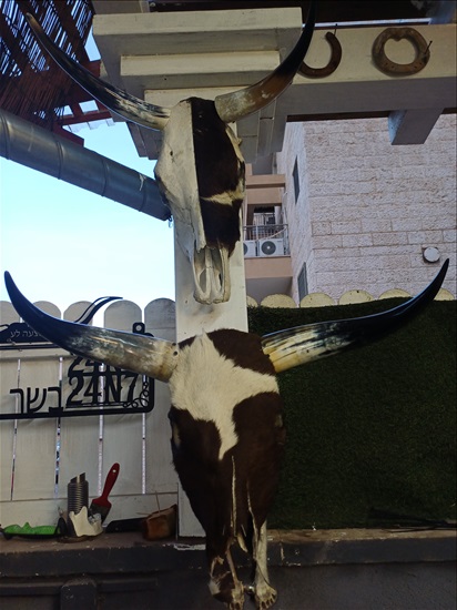 תמונה 4 ,ראשי בקר למכירה ברמלה אומנות  פוחלצים