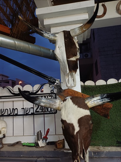תמונה 6 ,ראשי בקר למכירה ברמלה אומנות  פוחלצים