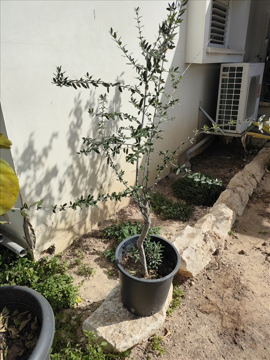 תמונה 2 ,עץ זית בדלי 50 ליטר  למכירה בפתחיה לגינה  עצי זית עתיקים