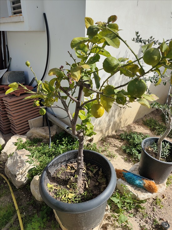 תמונה 1 ,עץ לימון בדלי 50 ליטר עם פרי  למכירה בפתחיה לגינה  עצים ועציצים