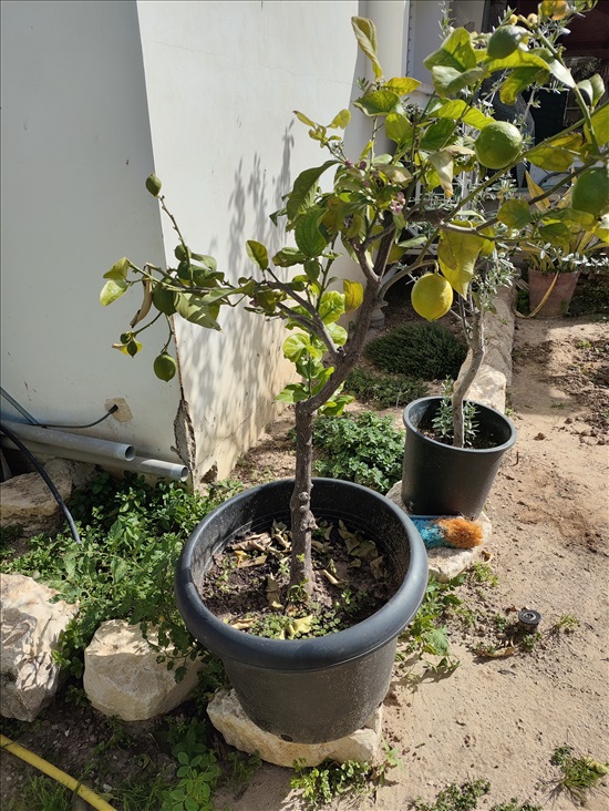 תמונה 3 ,עץ לימון בדלי 50 ליטר עם פרי  למכירה בפתחיה לגינה  עצים ועציצים