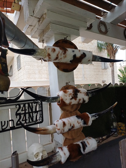 תמונה 3 , מצמצם את האוסף למכירה: קרניים למכירה ברמלה אומנות  פוחלצים