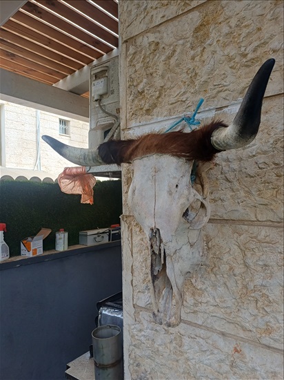תמונה 3 , מצמצם את האוסף למכירה: קרניים למכירה ברמלה אומנות  פוחלצים