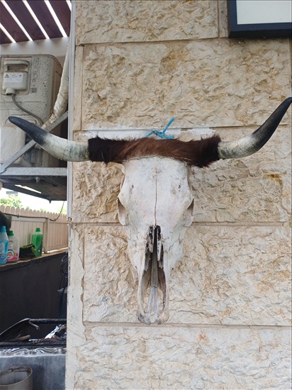 תמונה 5 , מצמצם את האוסף למכירה: קרניים למכירה ברמלה אומנות  פוחלצים