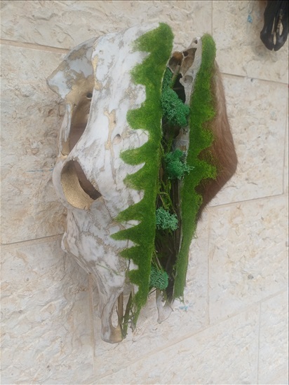 תמונה 4 ,ראש פר בעיצוב מהטבע למכירה ברמלה אומנות  פוחלצים
