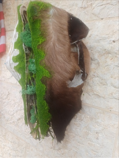 תמונה 5 ,ראש פר בעיצוב מהטבע למכירה ברמלה אומנות  פוחלצים