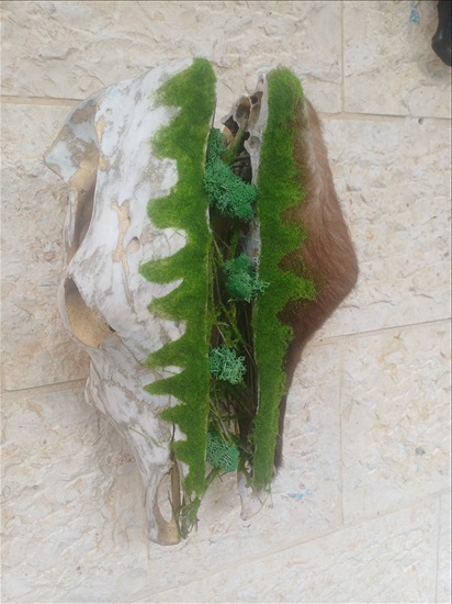 תמונה 6 ,ראש פר בעיצוב מהטבע למכירה ברמלה אומנות  פוחלצים