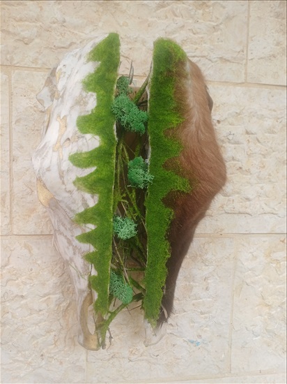 תמונה 3 ,ראש פר בעיצוב מהטבע למכירה ברמלה אומנות  פוחלצים