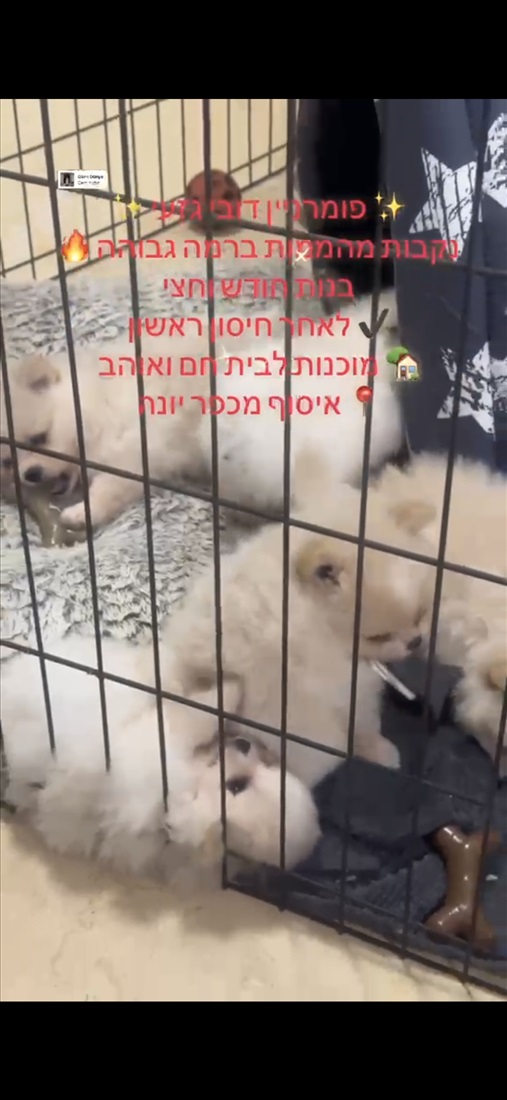 תמונה 1 ,גור,פומריאן  למכירה במאור שונות  שונות