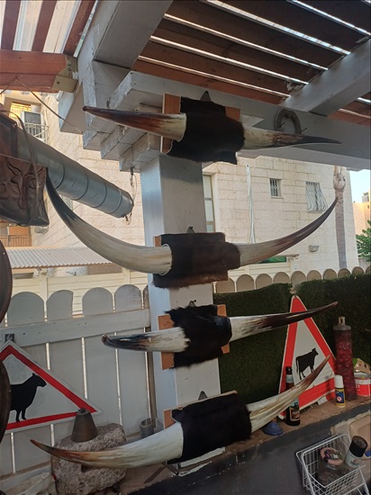 תמונה 2 , מצמצם את האוסף למכירה: קרניים למכירה ברמלה אומנות  פוחלצים