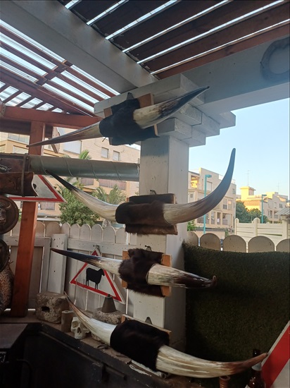 תמונה 1 , מצמצם את האוסף למכירה: קרניים למכירה ברמלה אומנות  פוחלצים