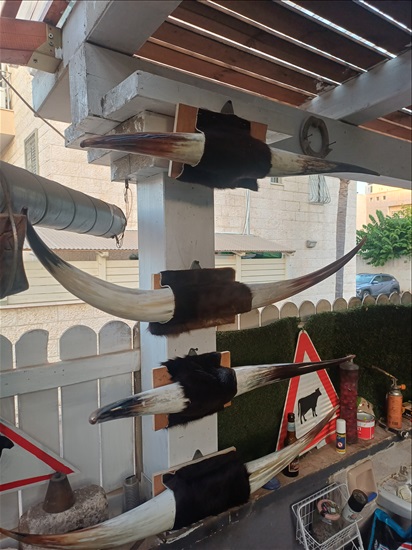 תמונה 4 , מצמצם את האוסף למכירה: קרניים למכירה ברמלה אומנות  פוחלצים