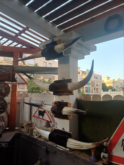 תמונה 5 , מצמצם את האוסף למכירה: קרניים למכירה ברמלה אומנות  פוחלצים