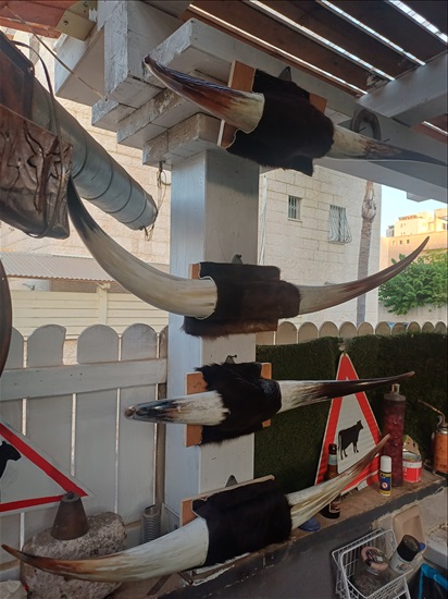 תמונה 3 , מצמצם את האוסף למכירה: קרניים למכירה ברמלה אומנות  פוחלצים