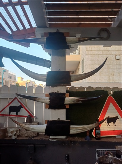 תמונה 6 , מצמצם את האוסף למכירה: קרניים למכירה ברמלה אומנות  פוחלצים
