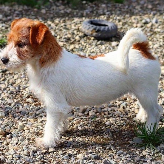 תמונה 4 ,jack russell terrier למכירה בnetanya סלולרי  סמארטפונים