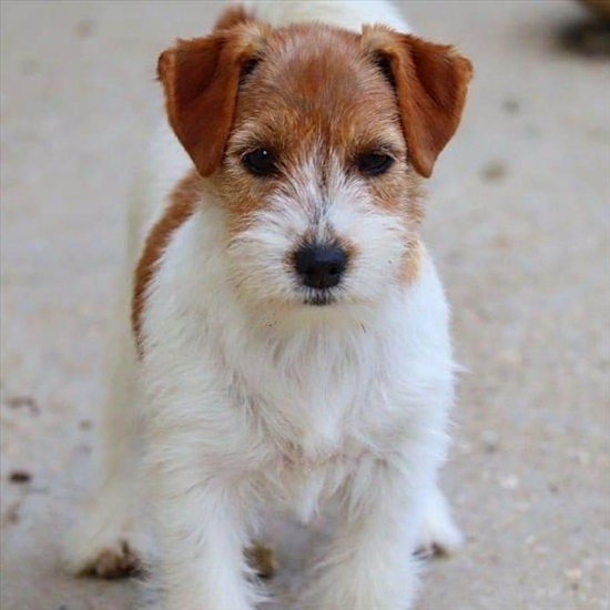 תמונה 2 ,jack russell terrier למכירה בnetanya סלולרי  סמארטפונים