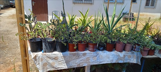 תמונה 2 ,אלוורה ועוד צמחים למכירה בפתח תקווה לגינה  עצים ועציצים