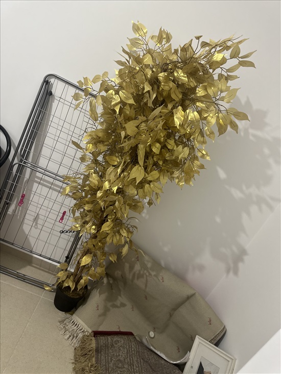 תמונה 6 ,אלחנדרו  למכירה בעכו ריהוט  אחר