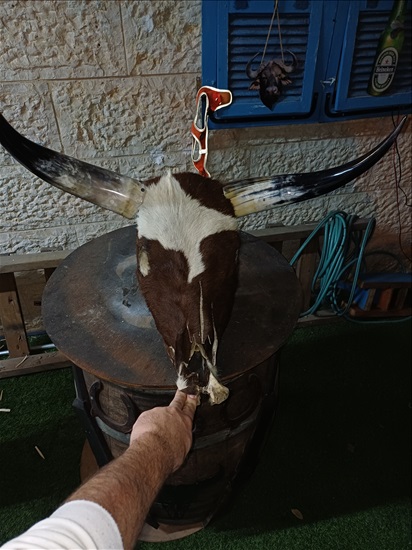 תמונה 9 , מצמצם את האוסף למכירה: קרניים למכירה ברמלה אומנות  פוחלצים