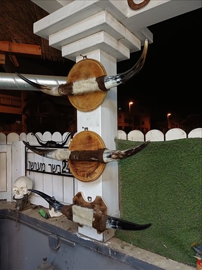 תמונה 10 , מצמצם את האוסף למכירה: קרניים למכירה ברמלה אומנות  פוחלצים