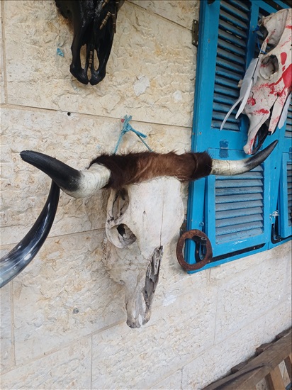 תמונה 1 , מצמצם את האוסף למכירה: קרניים למכירה ברמלה אומנות  פוחלצים