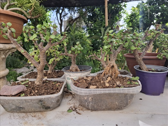 תמונה 1 ,עץ השפע פורטולקריה בונסאי למכירה בבית אריה לגינה  עצים ועציצים