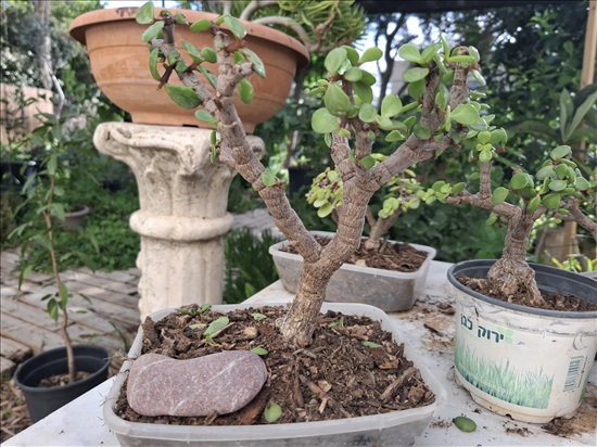 תמונה 4 ,עץ השפע פורטולקריה בונסאי למכירה בבית אריה לגינה  עצים ועציצים