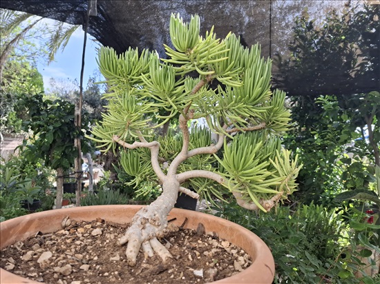 תמונה 1 ,סביון הימלאיה ,בסגנון בונסאי  למכירה בבית אריה לגינה  עצים ועציצים