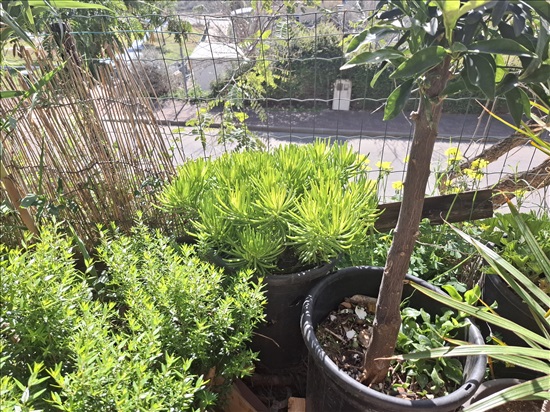 תמונה 3 ,סביון הימלאיה ,בסגנון בונסאי  למכירה בבית אריה לגינה  עצים ועציצים
