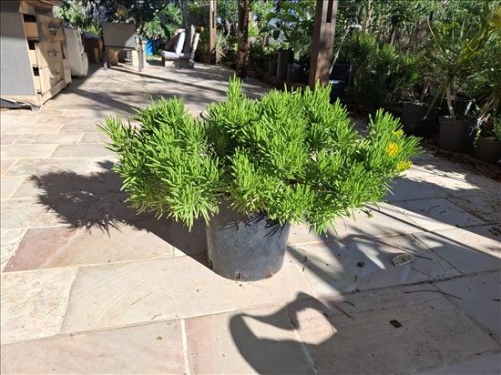 תמונה 5 ,סביון הימלאיה ,בסגנון בונסאי  למכירה בבית אריה לגינה  עצים ועציצים