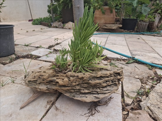 תמונה 2 ,סביון הימלאיה ,בסגנון בונסאי  למכירה בבית אריה לגינה  עצים ועציצים