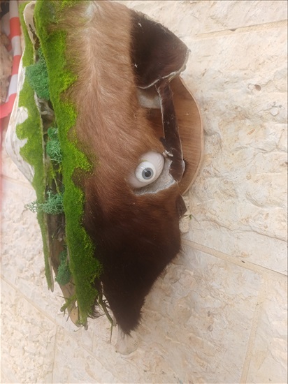 תמונה 1 ,ראש פר בעיצוב מהטבע למכירה ברמלה אומנות  פוחלצים