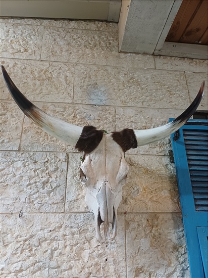 תמונה 3 ,ראשי בקר למכירה ברמלה אומנות  פוחלצים
