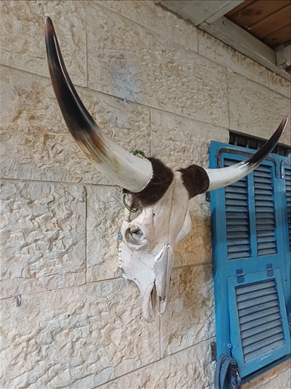 תמונה 2 ,ראשי בקר למכירה ברמלה אומנות  פוחלצים