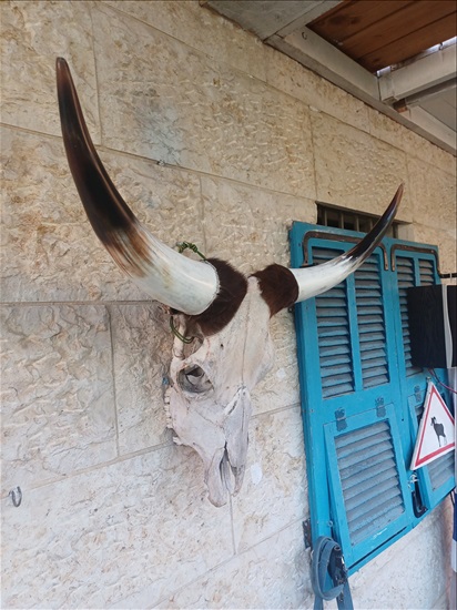 תמונה 6 ,ראשי בקר למכירה ברמלה אומנות  פוחלצים