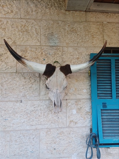 תמונה 7 ,ראשי בקר למכירה ברמלה אומנות  פוחלצים