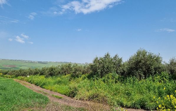 תמונה 1 ,אחר למכירה ביבנאל, , מועצה אזורית גליל תחתון