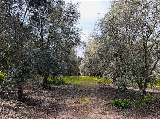 תמונה 1 ,אדמה חקלאית למכירה, דרך פיק''א, מרכז המושבה בפרדס חנה - כרכור